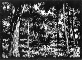 Print by Leo Meissner: Forest Depths, represented by Childs Gallery