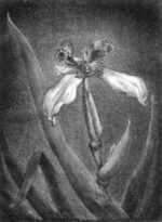 Print by Leo Meissner: Mexican Iris, represented by Childs Gallery