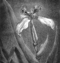 Print by Leo Meissner: Mexican Iris, represented by Childs Gallery