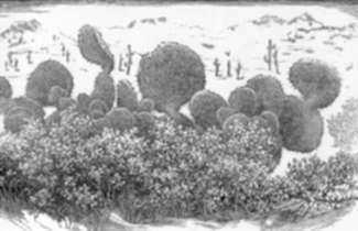 Print by Leo Meissner: Prickly Pear, Arizona, represented by Childs Gallery