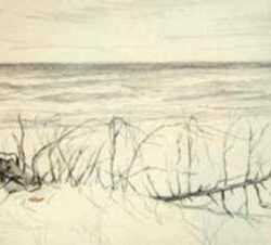 Drawing by Leo Meissner: Sandy Beach Gulf Coast, near Sanibel, Fla. [Florida], represented by Childs Gallery