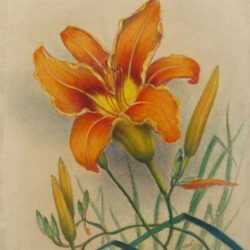 Drawing by Leo Meissner: Tiger Lily, represented by Childs Gallery