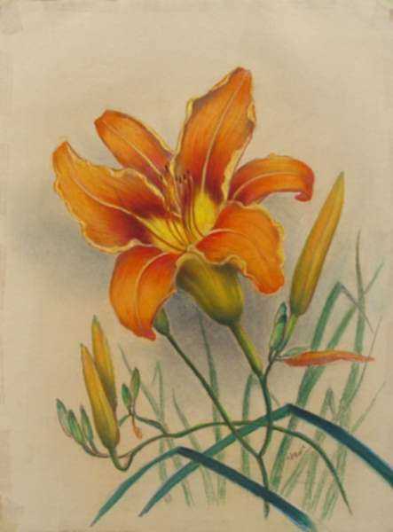 Drawing by Leo Meissner: Tiger Lily, represented by Childs Gallery