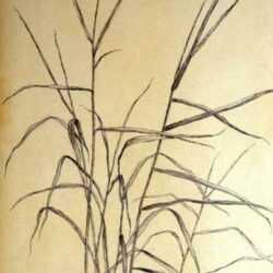 Drawing by Leo Meissner: Wild Grasses, represented by Childs Gallery