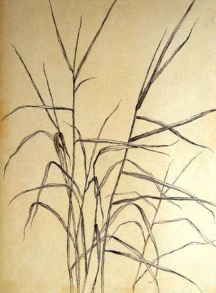 Drawing by Leo Meissner: Wild Grasses, represented by Childs Gallery