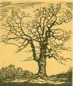 Print by Margaret Evelyn Whittemore: Oak Tree [Kansas], represented by Childs Gallery