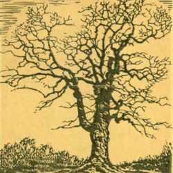 Print by Margaret Evelyn Whittemore: Oak Tree [Kansas], represented by Childs Gallery