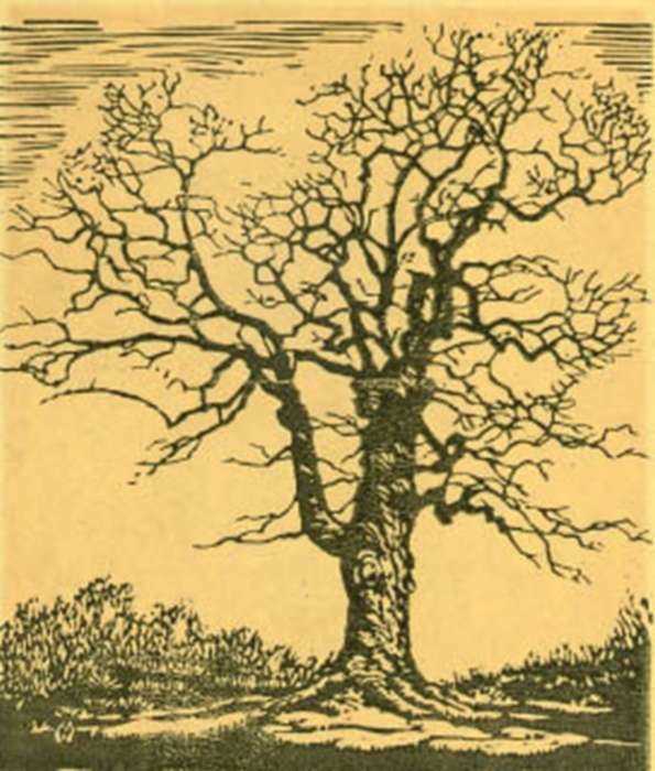 Print by Margaret Evelyn Whittemore: Oak Tree [Kansas], represented by Childs Gallery