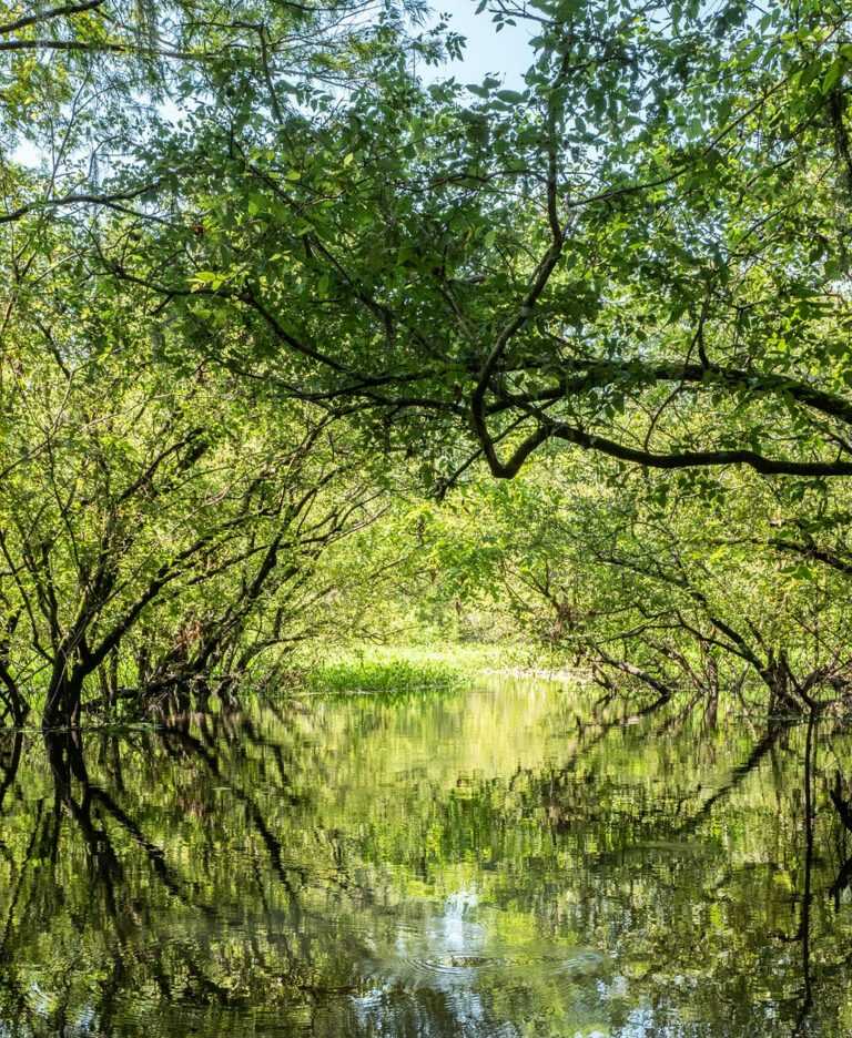 Photograph by Max Stern: Atchafalaya Swamp, available at Childs Gallery, Boston