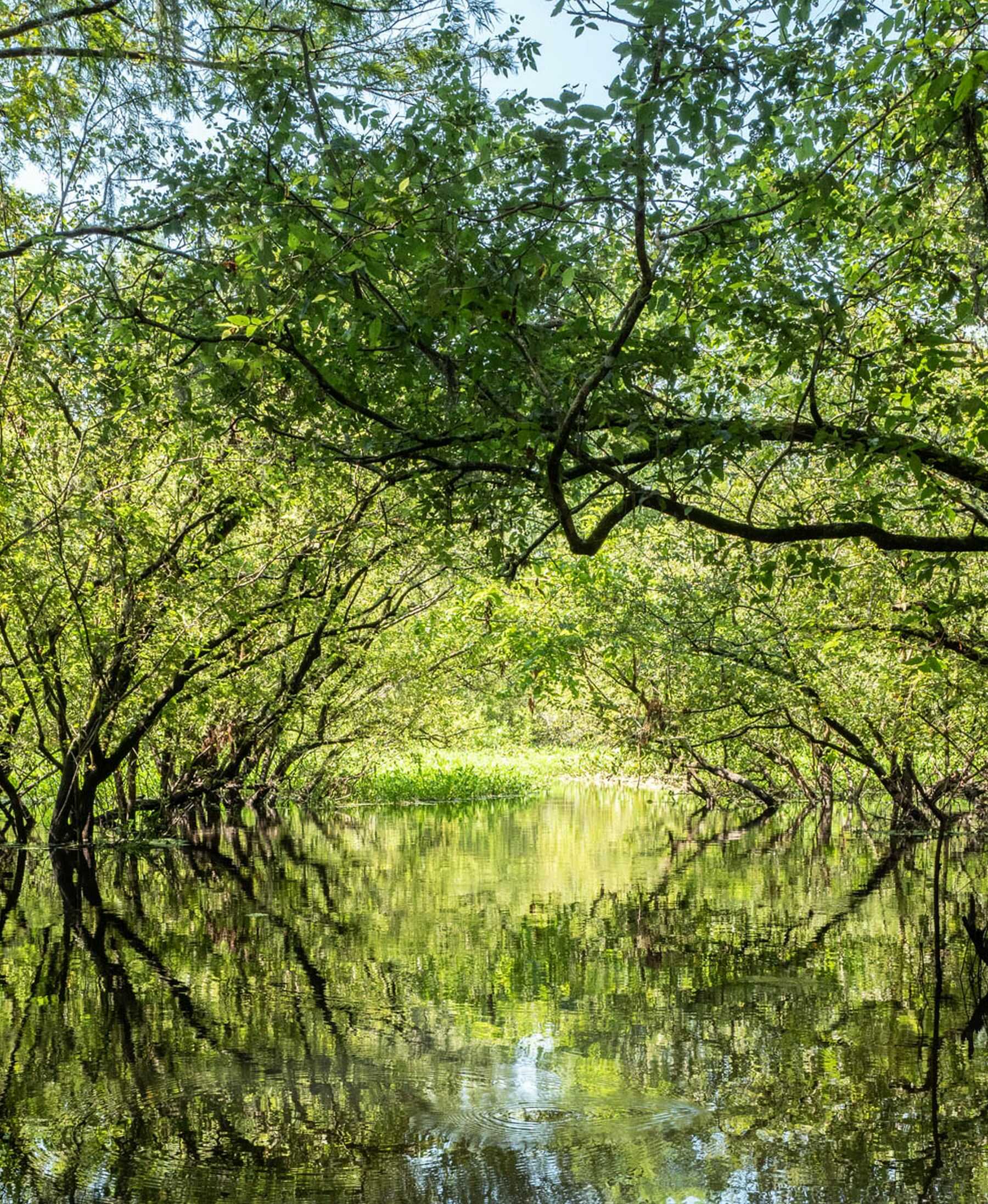 Atchafalaya Swamp | Childs Gallery