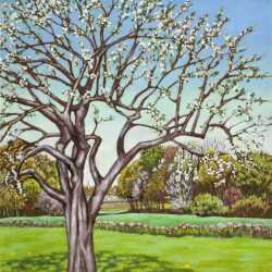 Painting By Molly Luce: Apple Tree At Childs Gallery