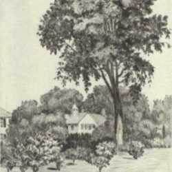 Print by Paul Lameyer: Elm Tree, represented by Childs Gallery