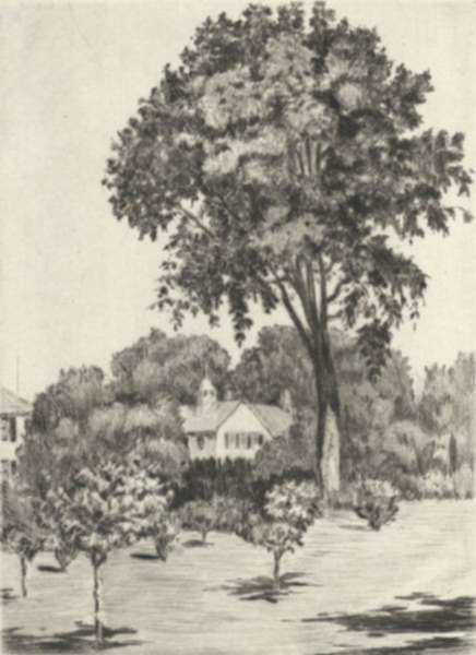 Print by Paul Lameyer: Elm Tree, represented by Childs Gallery