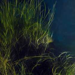 Painting by Resa Blatman: The Great Marsh 2, available at Childs Gallery, Boston