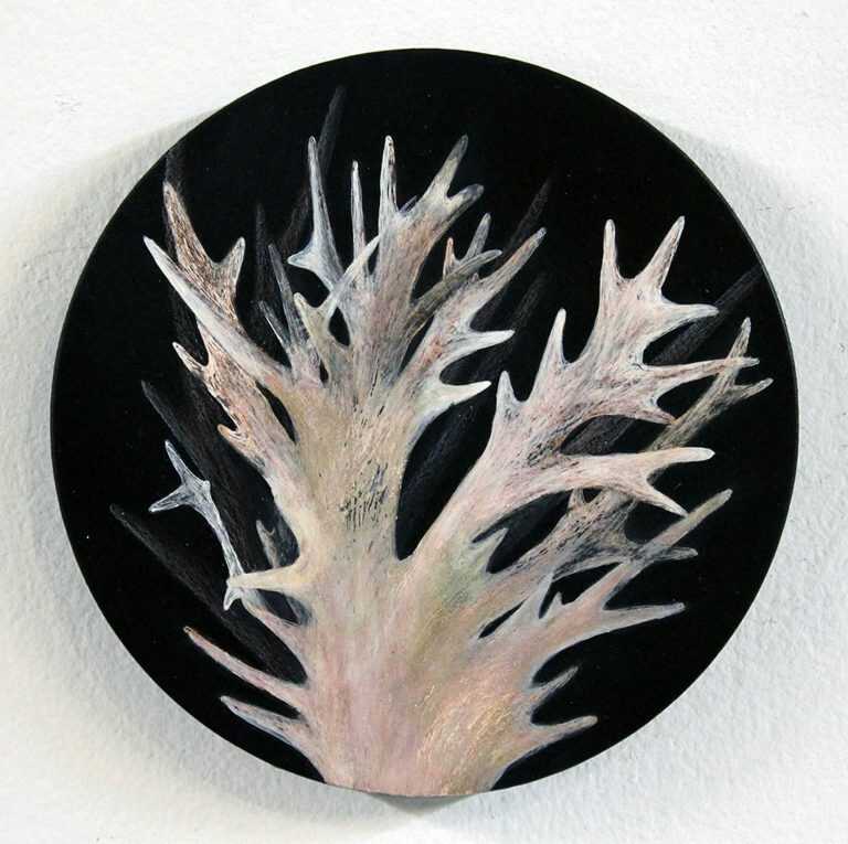 Drawing By Resa Blatman: Round Coral 3 At Childs Gallery