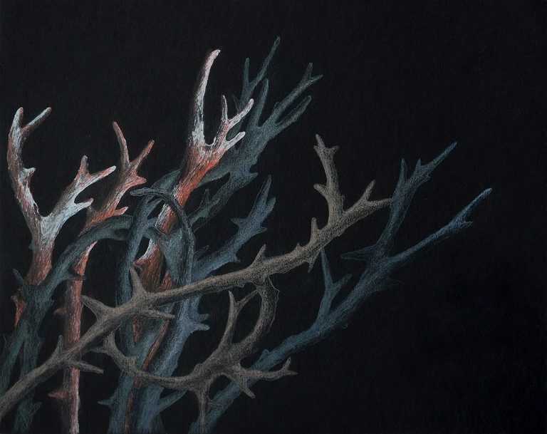 Drawing By Resa Blatman: Small Bleached Coral 1 At Childs Gallery