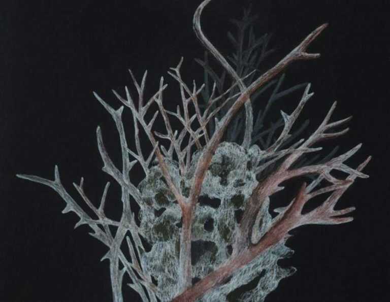 Drawing by Resa Blatman: Small Bleached Coral 2, represented by Childs Gallery