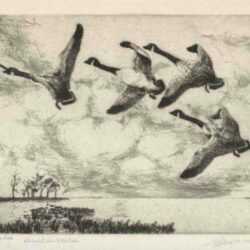 Print by Richard Bishop: Canada Geese, represented by Childs Gallery