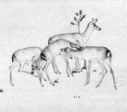 Print by Robert Austin: Deer, represented by Childs Gallery
