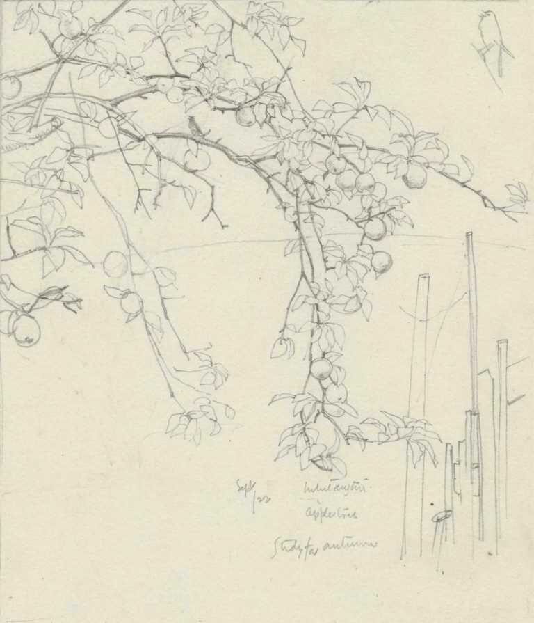 Drawing By Robert Austin: Study For Autumn At Childs Gallery