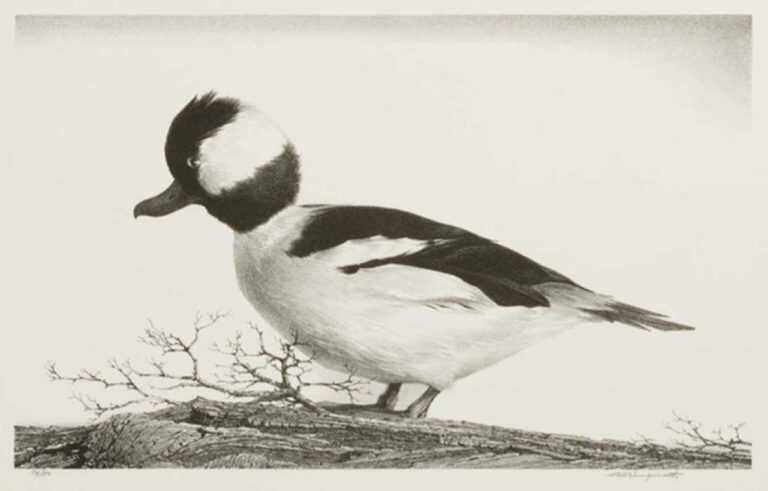 Print by Stow Wengenroth: Bufflehead, represented by Childs Gallery