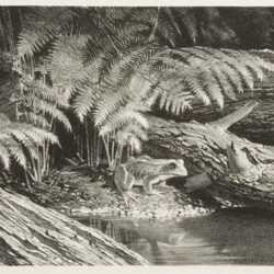 Print by Stow Wengenroth: Frog Ferns, represented by Childs Gallery