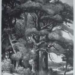 Print by Stow Wengenroth: Quiet Grove [Ognunquit, Maine], represented by Childs Gallery