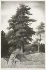 Print by Stow Wengenroth: The Sentinel Tree, represented by Childs Gallery