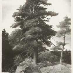 Print by Stow Wengenroth: The Sentinel Tree, represented by Childs Gallery