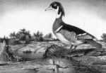 Print by Stow Wengenroth: Wood Duck (Greenport, NY), represented by Childs Gallery