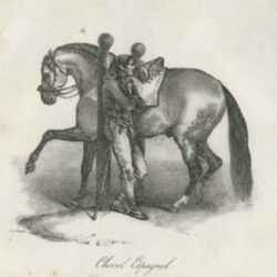 Print by Theodore Gericault: Cheval Espagnol, represented by Childs Gallery