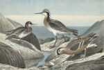 Watercolor by Walter Rich: Phalaropes, represented by Childs Gallery