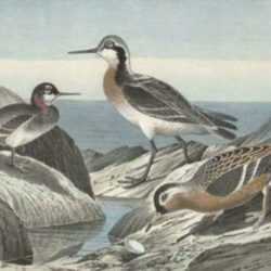 Watercolor by Walter Rich: Phalaropes, represented by Childs Gallery