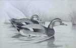 Drawing by Walter Rich: Two Ducks, represented by Childs Gallery