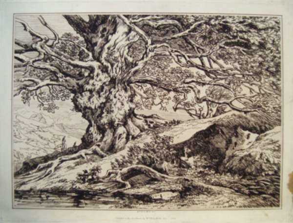 Print by William Delamotte: [Forest Trees], represented by Childs Gallery